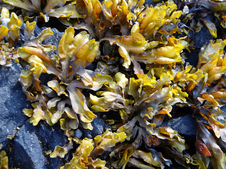 Sea weed on rocks at Settler's Cove Ketchikan AK