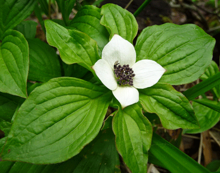 Bunchberry (Cornus canadensis) Ward Lake Ketchikan AK