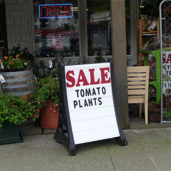 Tomatoes for sale at hardware store in Ketchikan AK