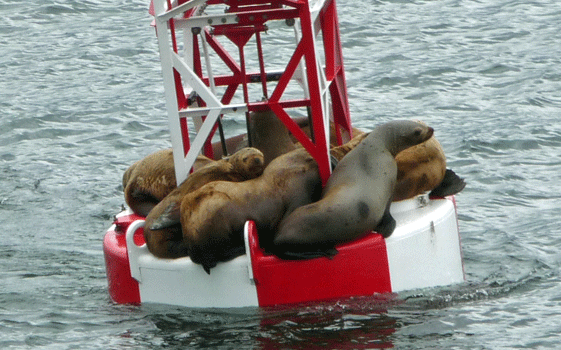 Harbor Seals on bouy outside of Petersburg AK