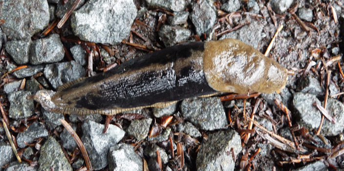 Bi-colored slug Sitka Historical Park Forest trail
