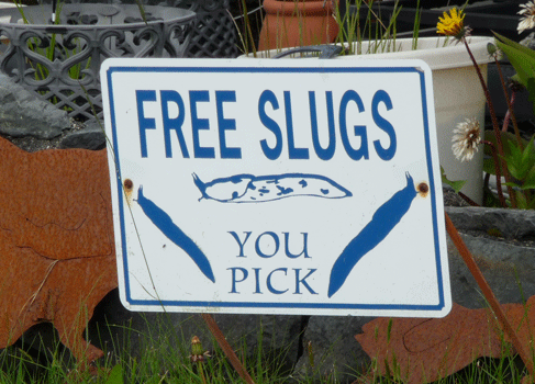 Free Slugs You Pick sign
