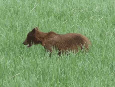 Brown bear in Starrigavan estuary Sitka AK