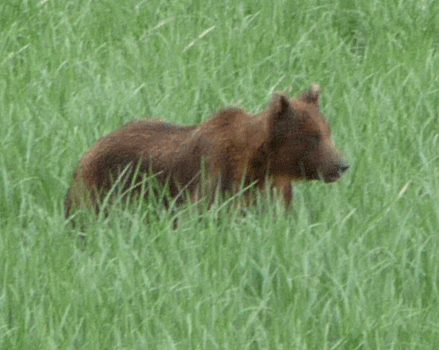 Brown bear in Starrigavan estuary Sitka AK