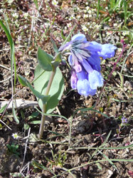 Trumpet Bluebells (Mertensia longiflora) Alta Lake State Park WA