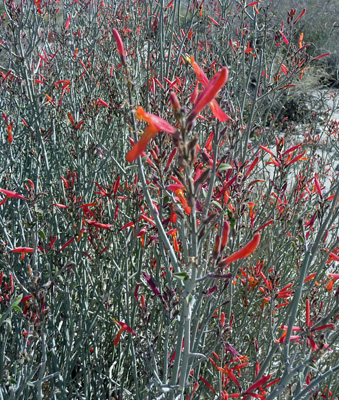 Chuparosa (Justicia californica)