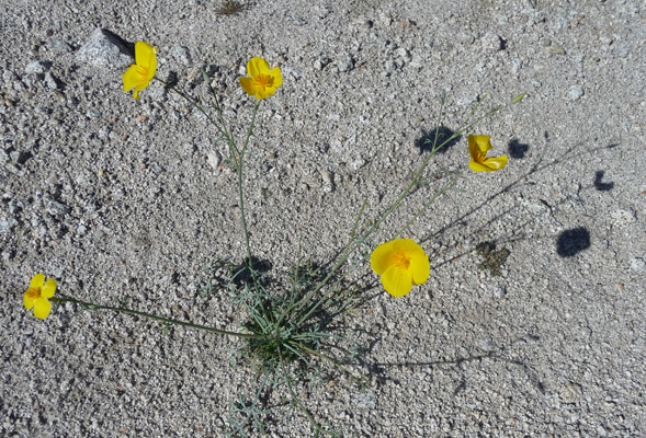 Desert Poppies (Eschscholzia glyptosperma)