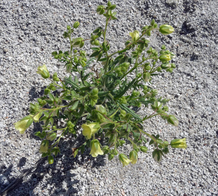 Unknown wildflower Agua Caliente