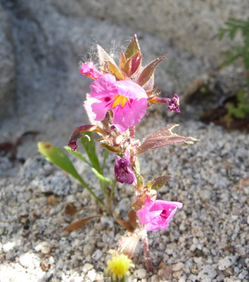 Bigelow’s Mimulus (Mimulus bigelovii)