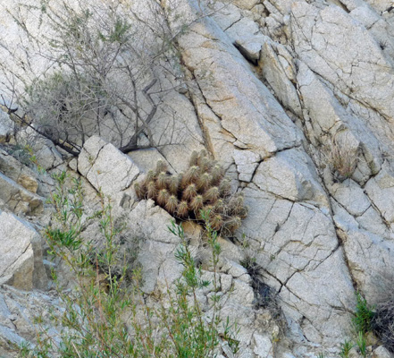Hedgehog cactus growing on canyon wall