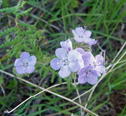 Canterbury Bells (Phacelia campanularia)