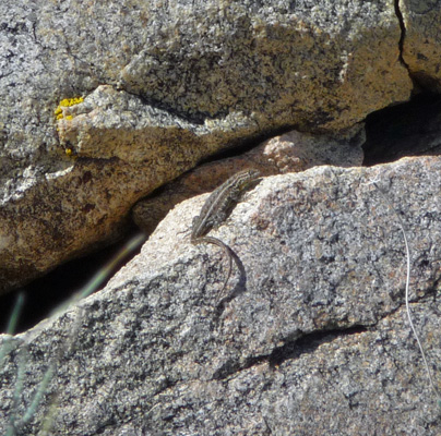 Lizard on rock Ghost Mt Trail