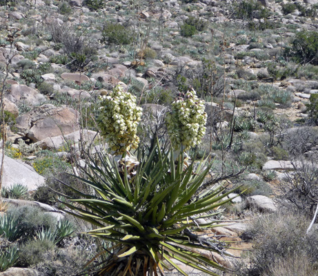 Yucca Blooms