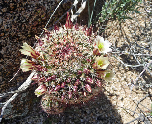Pincushion Cactus in bloom