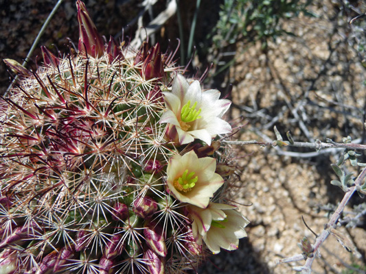 Pincushion cactus flowers