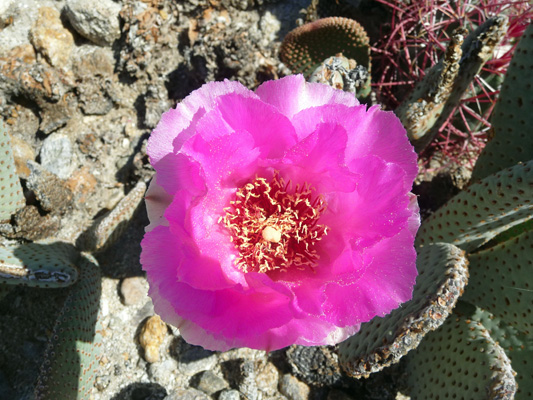 Beavertail Cactus blooms