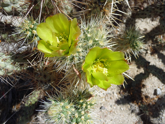 Golden Cholla blooms