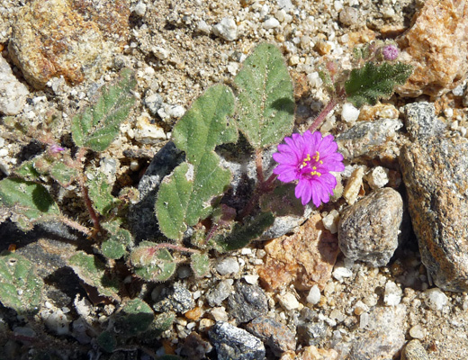 Unknown wildflower along Alcohoic Pass trail