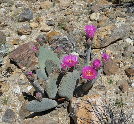 Beavertail cactus with many blooms