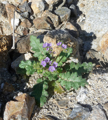 Canterbury Bells (Phacelia campanularia)