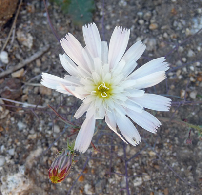 California Chicory (Rafinesquia californica)