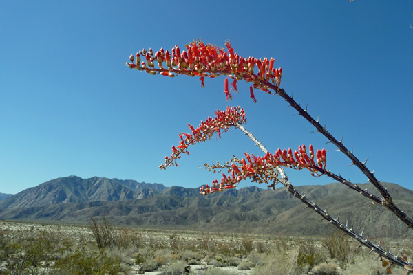 Ocotillo flowers Anza Borrego