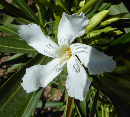 White oleander bloom