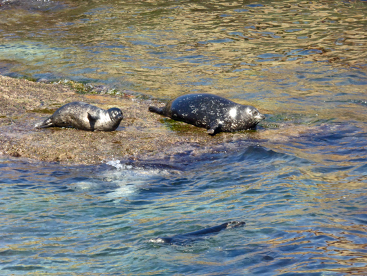 Harbor Seals La Jolla
