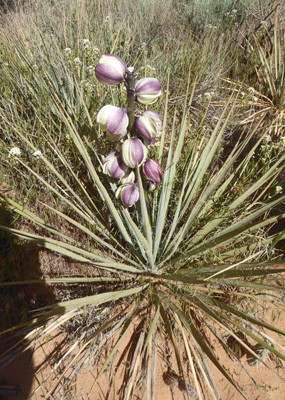 Navajo Yuccas (Yucca baileyi)