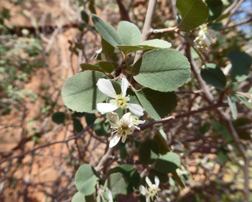 Utah Serviceberry (Amelanchier utahensis)