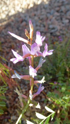  Freckled-Milkvetch (Astragalus lentiginosus var. palans)