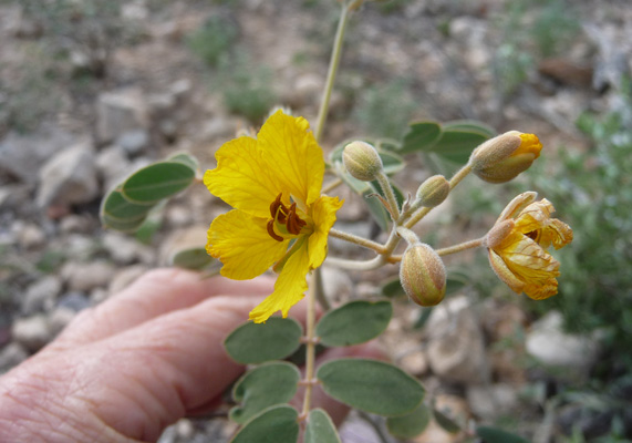 Desert Senna Organ Pipe NP