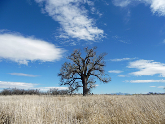 Cottonwood on Arivaca Cienega Trail