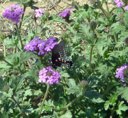 pipevine swallowtail butterfly