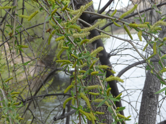 Willows in bloom Arivaca Lake