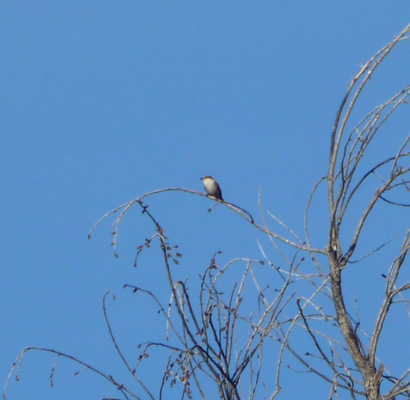 female vermillion flycatcher