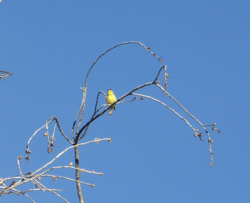 Yellow warbler or Lawrences goldfinch