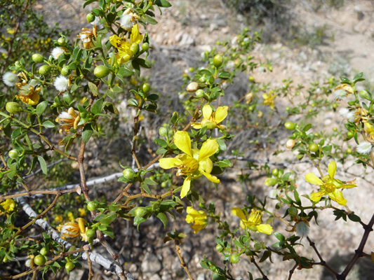 Creosote (Larrea tridentata) flowers
