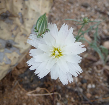 White Tackstem (Calycoseris wrightii)