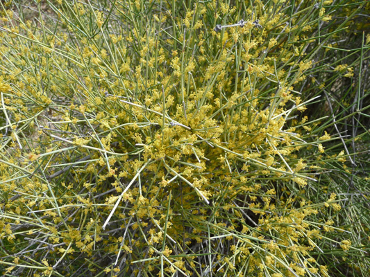 Mormon Tea (Ephedra viridis) in bloom