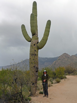 Walter Cooke Saguaro Catalina SP