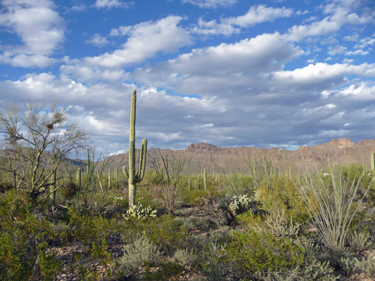 Gilbert Ray Campground site view