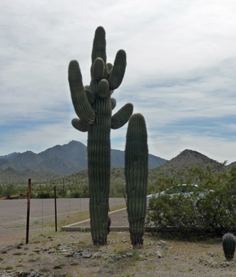 Saguaros at Estrella Mt Park campground