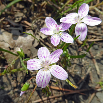 Spring Beauties (Claytonia virginica)