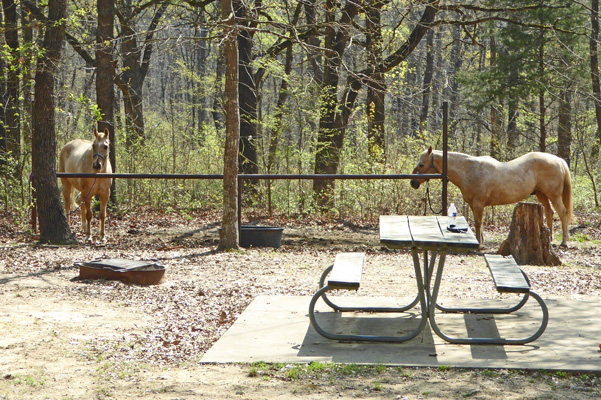 Horses Buggy Whip area Cooper Lake SP