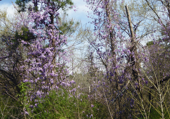 Wisteria Hot Springs AR