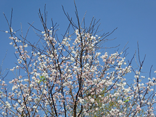 Wild fruit tree in bloom