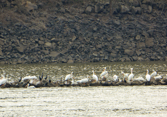 White pelicans and cormorants Arkansas River
