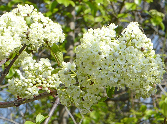 White snowball bush