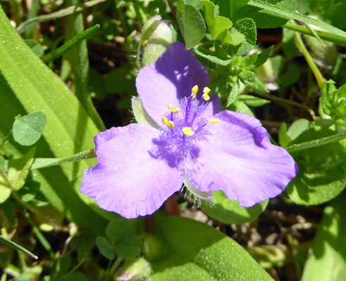 Spiderwort (Tradescantia virginana)